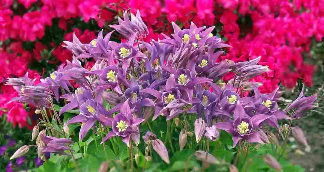 Факти про рослину Columbine Дізнайтеся більше про гарно квітучу рослину