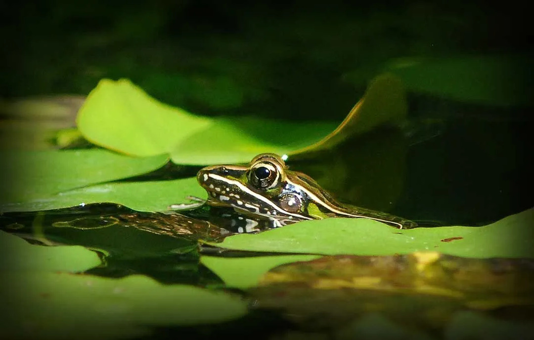 Южна леопардова жаба: 21 факта, на които няма да повярвате!
