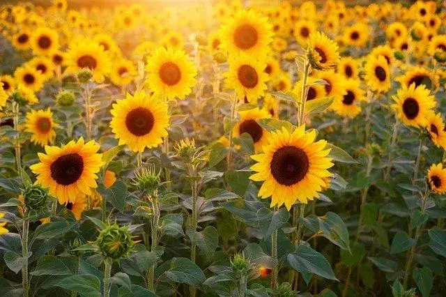 Über 60 Sonnenblumen-Zitate, die hell, schön und voller Freude sind