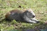 Faits amusants sur l'Hispaniolan Hutia pour les enfants