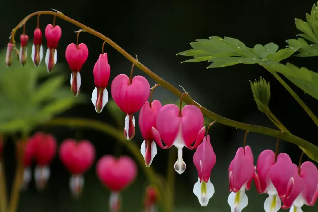 19 Blødende hjerteplantefakta: Blomster, dyrking, typer og mer