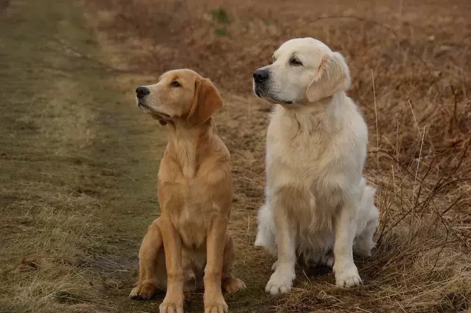 Pawfect-fakta om Golden Retriever-hunden barna vil elske
