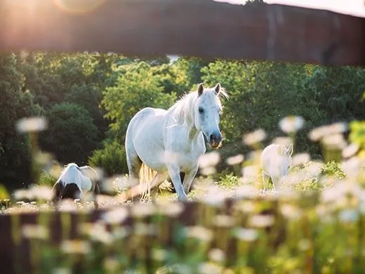 Cavalli bianchi al pascolo in un piccolo campo recintato.