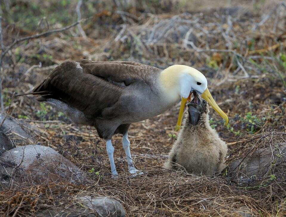 Brīnišķīgi fakti par klejojošo Albatrosu bērniem