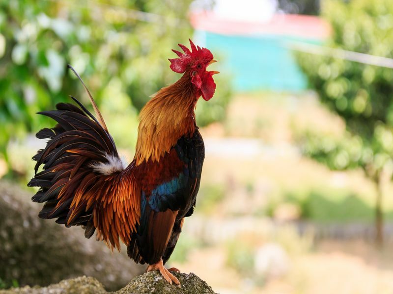 Môžu kurčatá jesť uhorky Zistite všetko o výhodách pre vášho vtáka