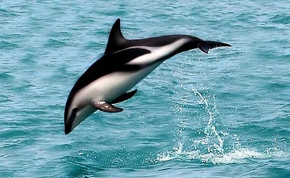 15 fatos fin-tastic sobre Dusky Dolphins For Kids