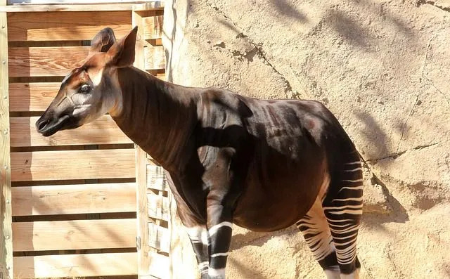 Okapiai yra artimiausi žirafų giminaičiai laukinėje gamtoje, tačiau labiau primena zebrus!