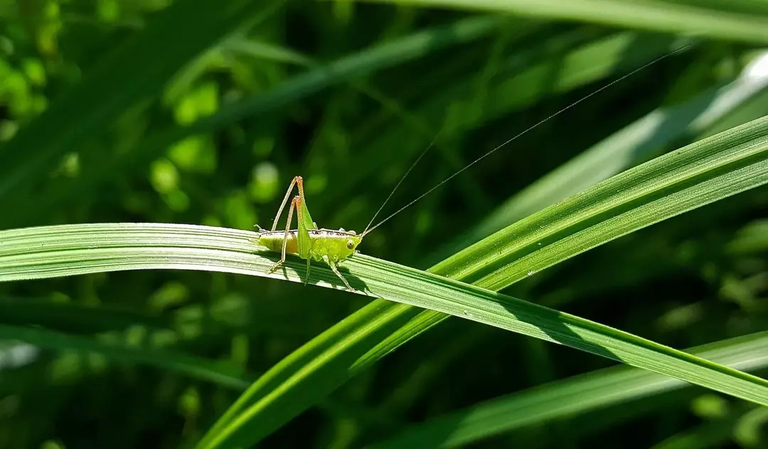 Seekor katydid menggigit dengan sengatnya dan dapat menyebabkan ketidaknyamanan ringan.