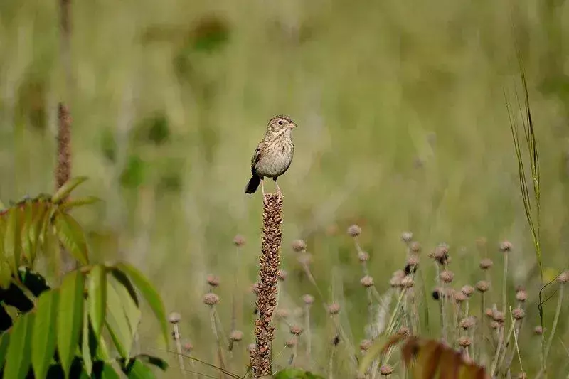 Amaze-wing Dejstva o Vesper Sparrow za otroke
