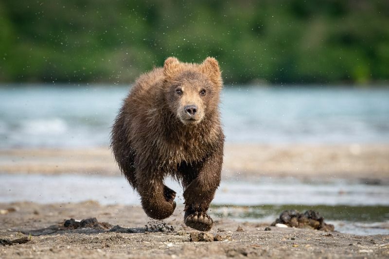Bear Speed ​​გამოარკვიე, თუ რამდენად სწრაფად შეუძლია დათვს სირბილი აქ