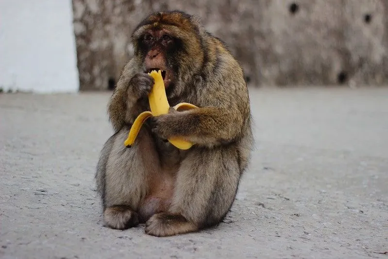 Majmun je sedeo na zemlji i jeo bananu.