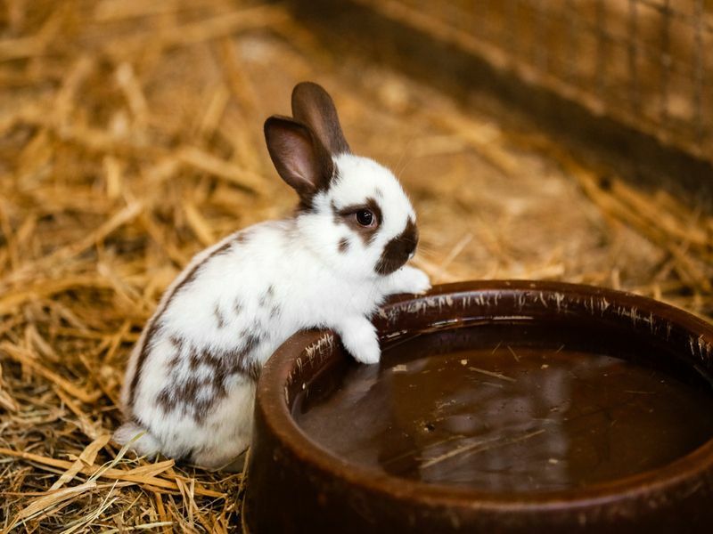 아기 토끼는 무엇을 먹나요 애완용 토끼를 위한 먹이 가이드
