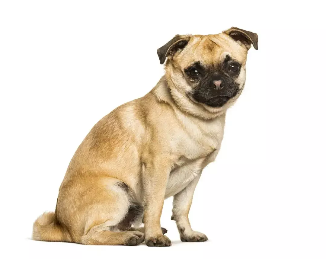 Chug Dog-fakta inkluderer ofte Chug Dog-informasjon om Chug Dog-temperamentet.