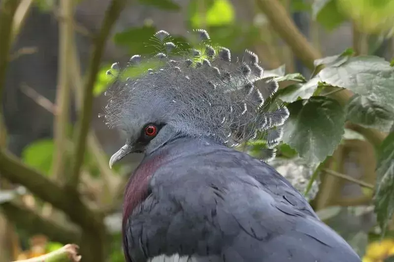 13 Amaze-wing fakta om Victoria Crowned Pigeon for Kids