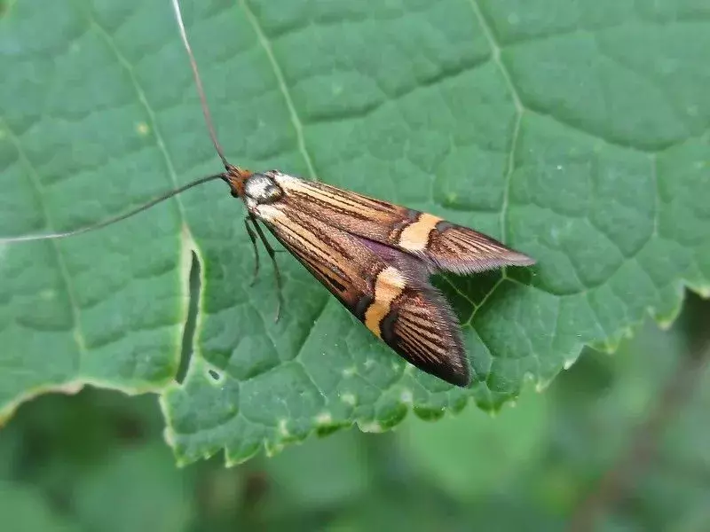 19 Fairy Moth-fakta du aldri vil glemme