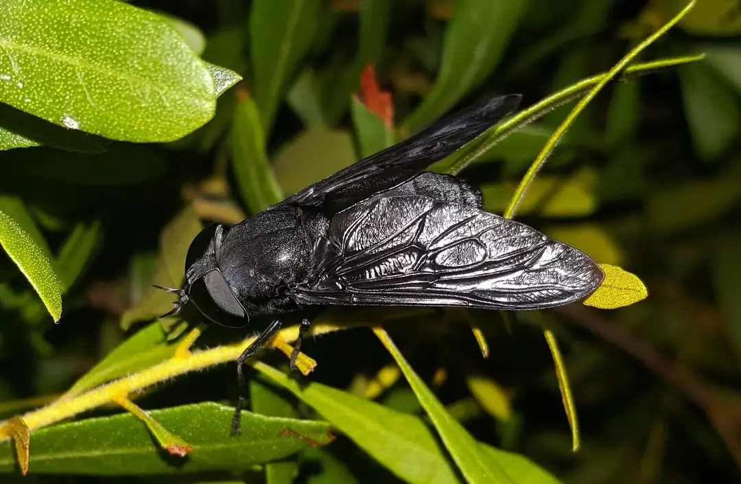 Конската муха, която пие кръв, има сифон, който им позволява да дишат във вода.