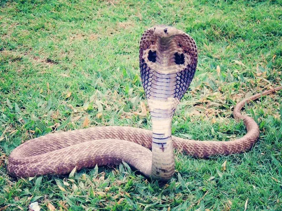 Kongekobraen regnes som den største giftige slangen!