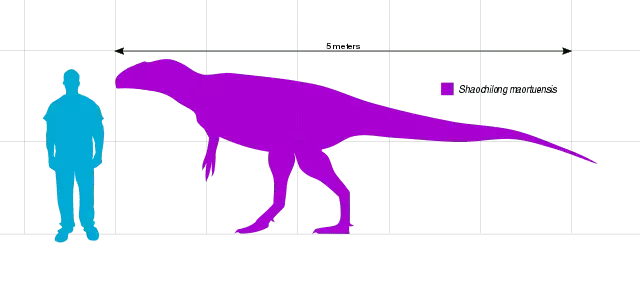Shaochilong gondwanan Carcharodontosaurids הוא תרופוד גדול בזכות עצמותיו הגדולות.