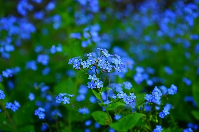 Vairāk nekā 40 zilo ziedu vārdi dārza iedvesmai