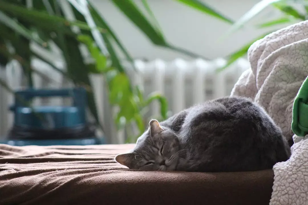 Hvorfor sover katter på deg? Kule fakta om kattens sovevaner!