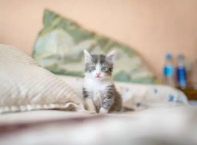 Liste der super süßen Katzen mit kurzen Beinen, die Sie sich ansehen müssen