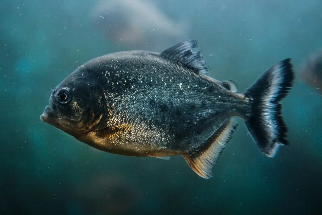 Fin-tastic Fakty na temat ryb Pirania dla dzieci