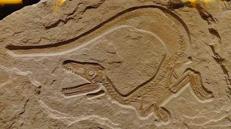 19 Dino-mite Sciurumimus Fatti che i bambini adoreranno