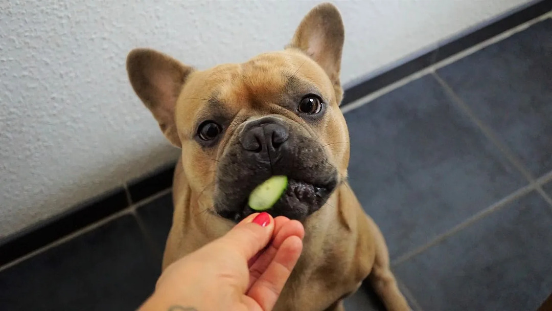 Vai suņi var ēst romiešu salātus, vai tie var būt jūsu suns S nākamā veselīgā uzkoda