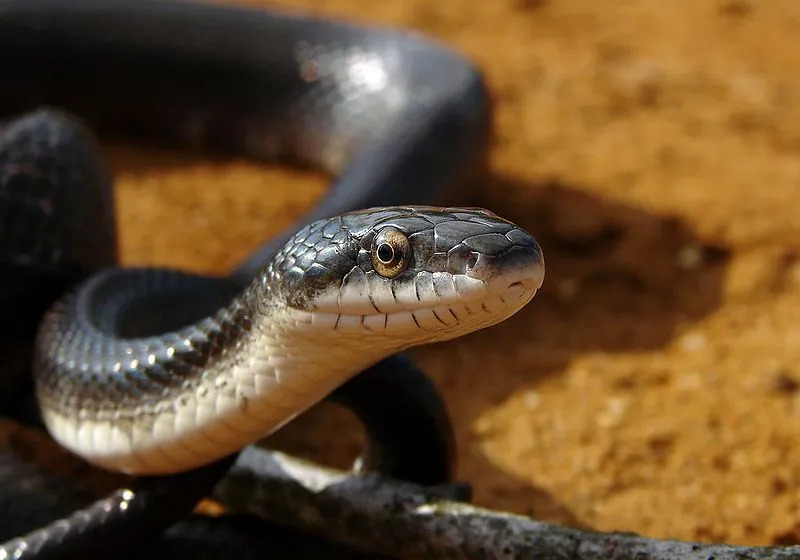 Podívejte se na tato vážně skvělá fakta o černém krysím hadovi