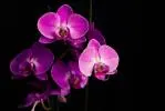 Zistite všetko o všestrannom a výnimočnom kvete orchidey
