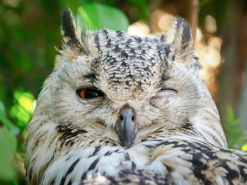Morsomme fakta om Bengal Eagle Owl for barn