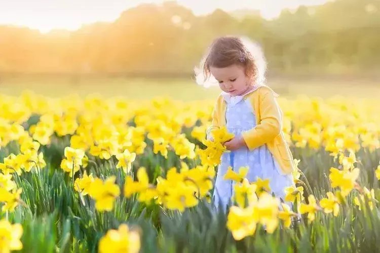 Маленька дівчинка зриває жовті квіти з поля