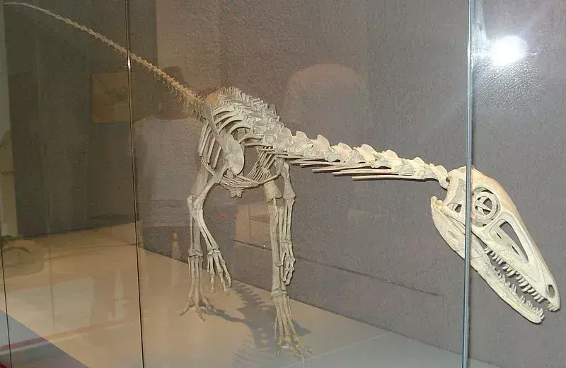 A Halticosaurus a késő triász időszak dinoszaurusza.