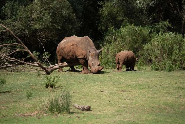 Morsomme Sumatran Rhinoceros fakta for barn