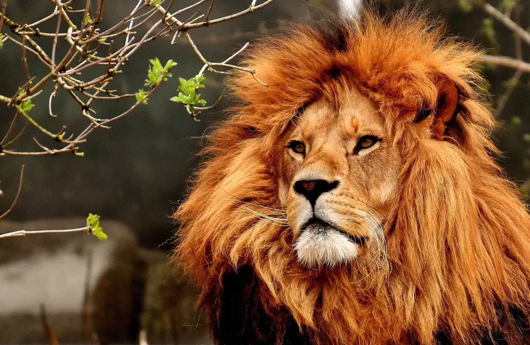 Løver danner en familiegruppe i skogen med hanner, hunner og unger.