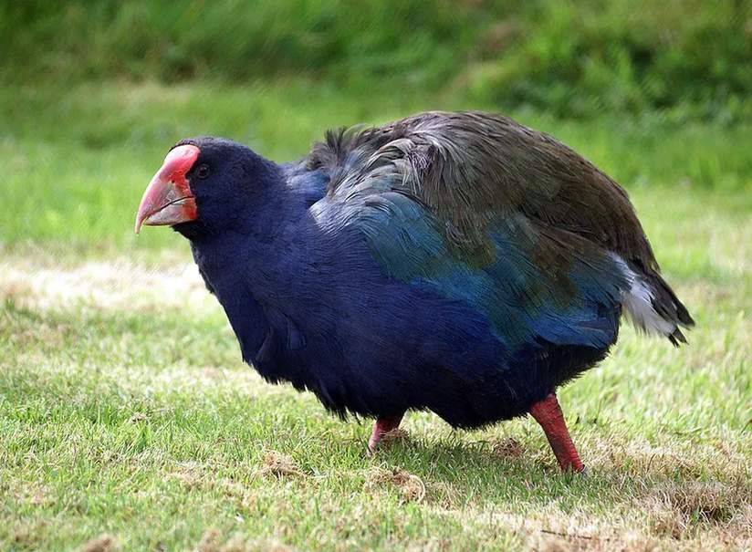 Takahē blir sett på som den største levende flyløse jernbanefuglen i Rallidae-familien.