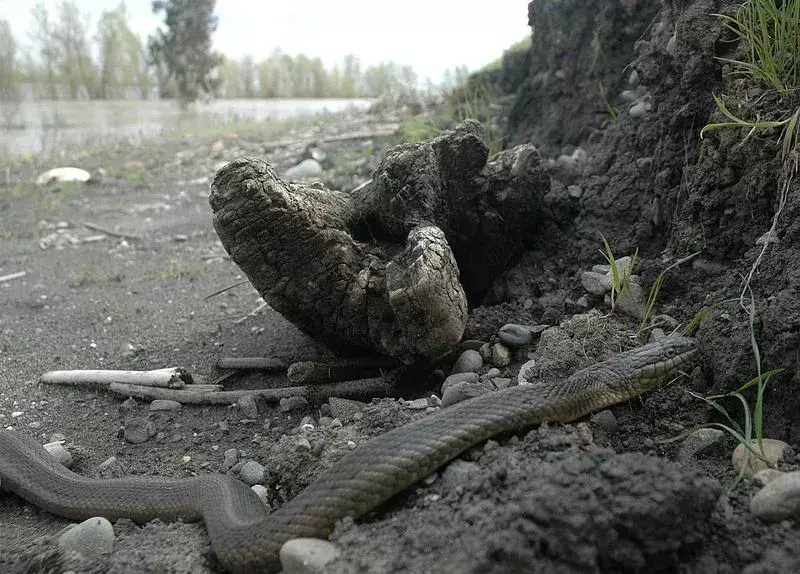 La serpiente de liga gigante es la serpiente más común que se encuentra en América del Norte.