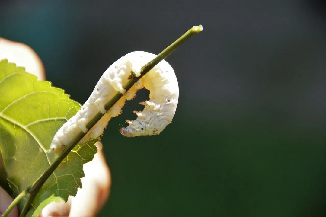 Las moreras blancas son la principal fuente de alimento para los gusanos de seda que se alimentan de las hojas ricas en nutrientes.
