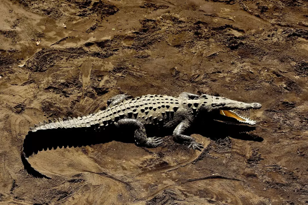 Има ли алигатори в Северна Каролина? Ето истината за Gators!