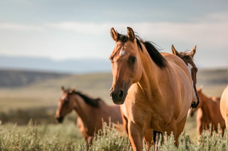 Χρώματα Quarter Horses που λατρεύουν απολύτως όλοι οι εκκολαπτόμενοι ιππείς