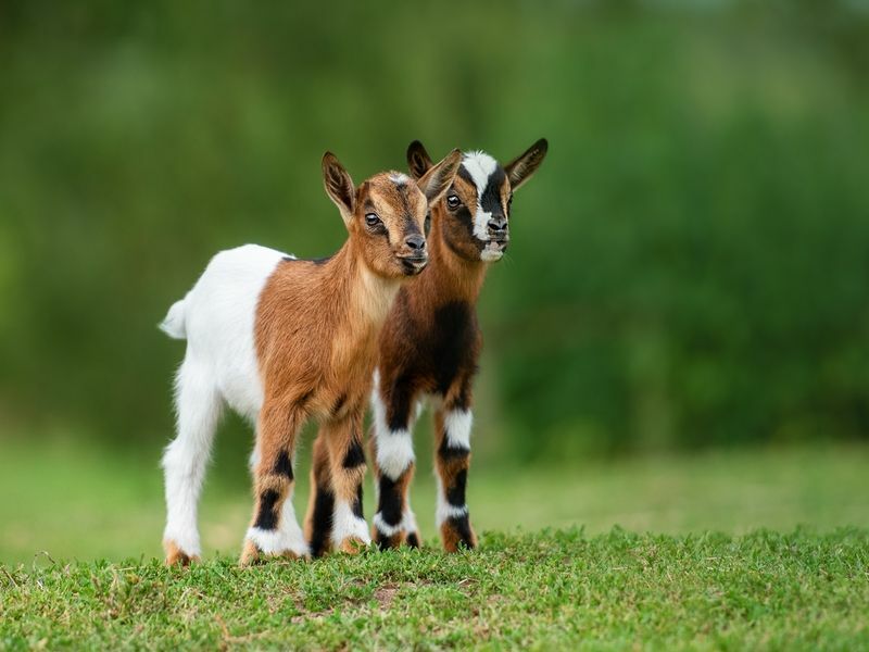 Combien de temps les chèvres sont-elles enceintes? Faits sur les chèvres et les chevreaux pour vos enfants