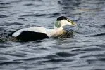Fun Common Eider Fakten für Kinder