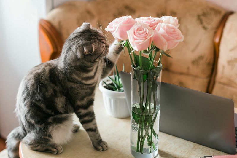 Grå katt som berører rosa roser i glassvase hjemme
