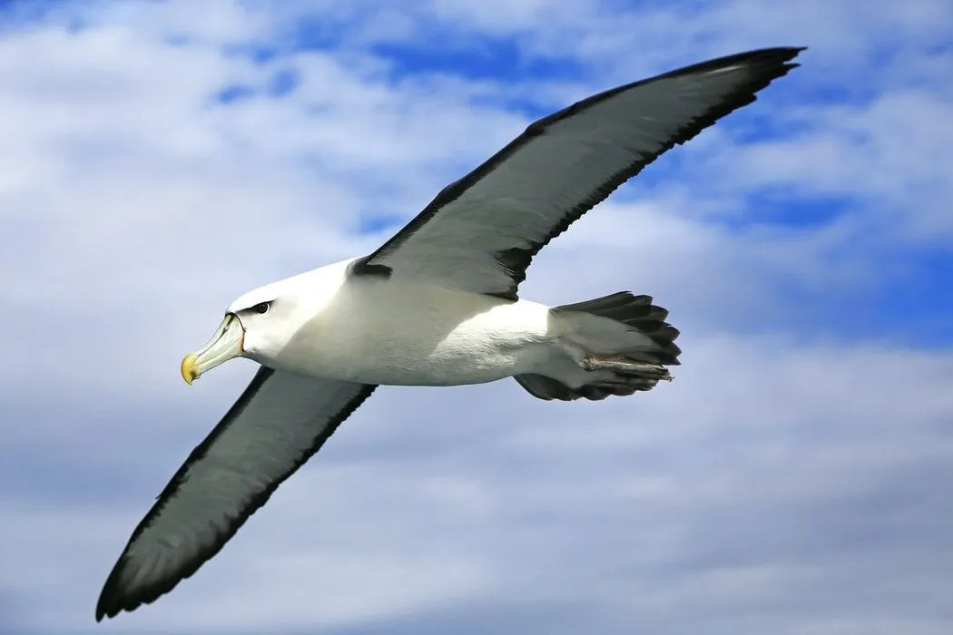 Morsomme albatrossfakta for barn