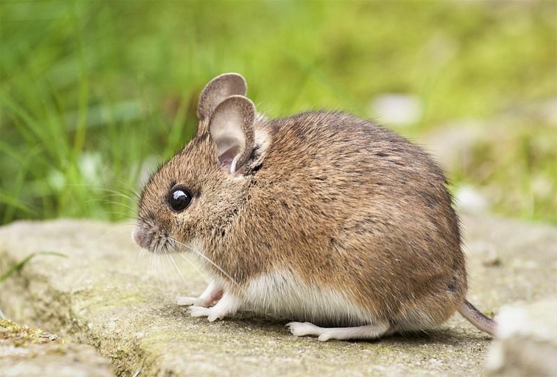 Anna hiirten lepotilassa oppia hiirten käyttäytymisestä talvella