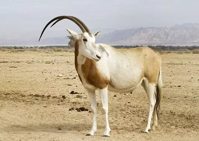 Scimitar Oryxi faktid, mida te kunagi ei unusta