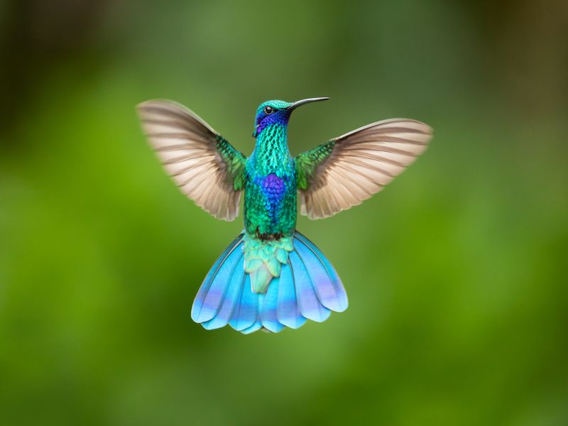 Kolibrie vliegt met open vleugels.