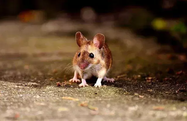თაგვები ჭამის დროს გამოსცემენ მკაფიო ხმაურს ან რეკავს.