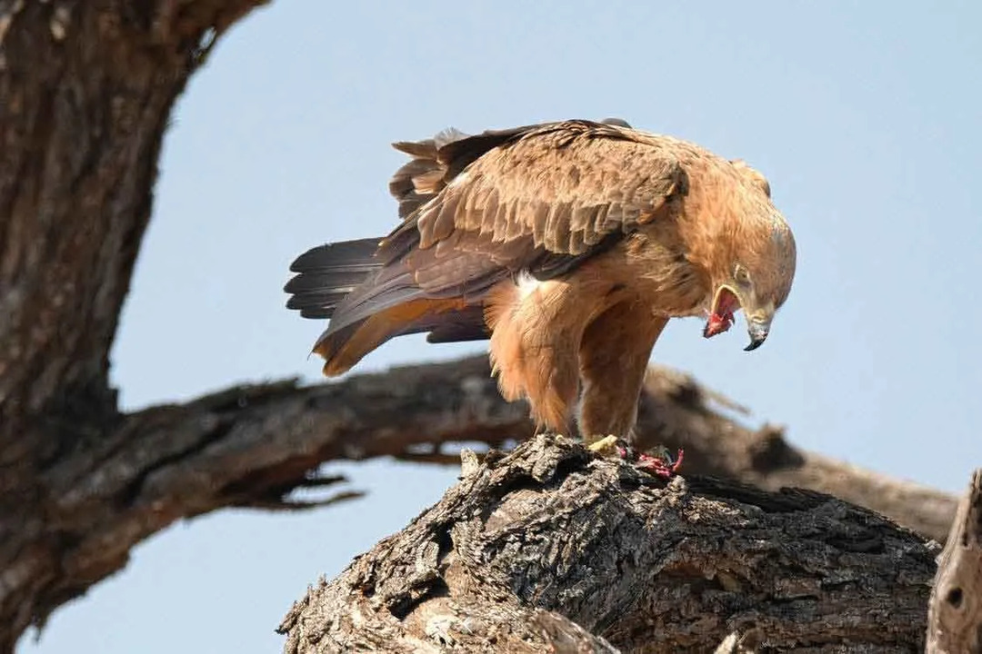 Amaze-wing Facts about The Tawny Eagle For Kids