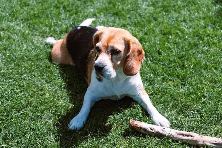 En av Cheagles foreldreraser er en Beagle.